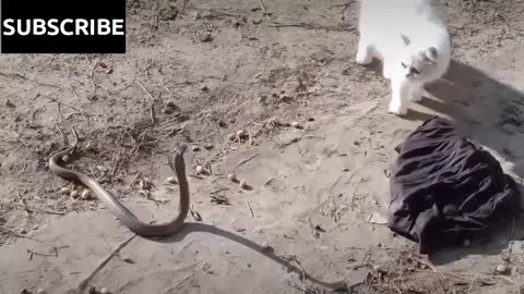 cat vs snake who will win