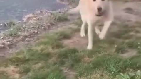 Funny video cats and dogs