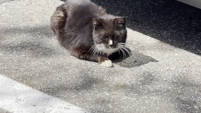 Cute cat sleeping in spring sunlight