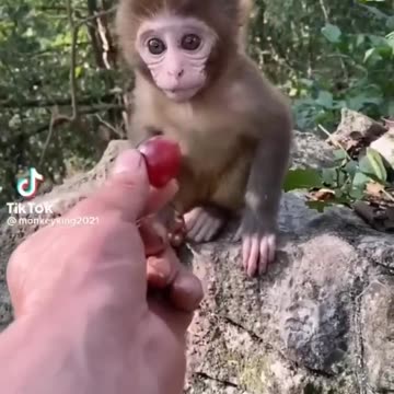 ***MUST SEE!!!*** Cute Baby Animals!!!