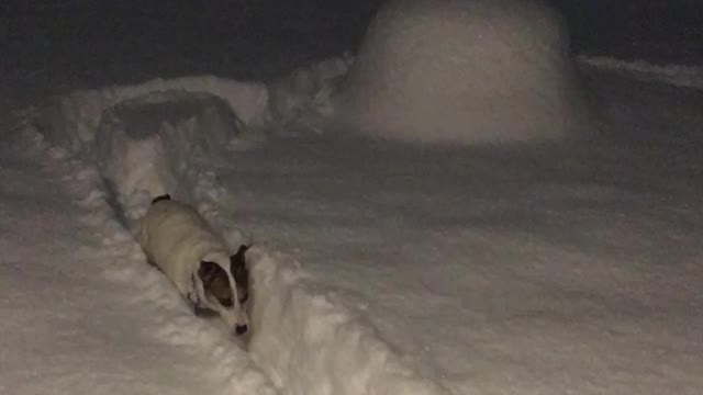 Levi Jack Russell Extraordinaire in the deep snow!