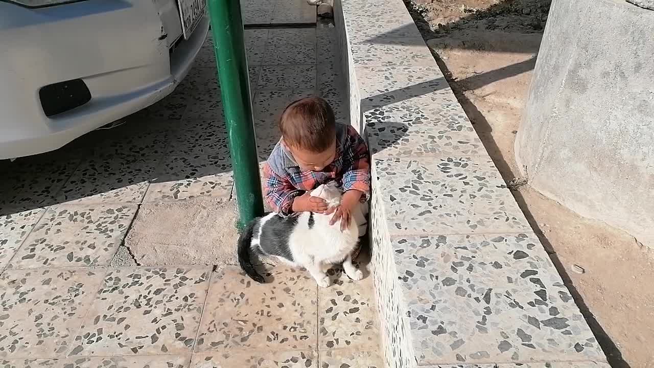 Mehran play with cat