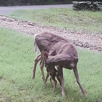 Doe With Newborn Fawn