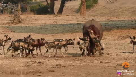 Wild Dogs Pop Huge Pimple on Buffalo