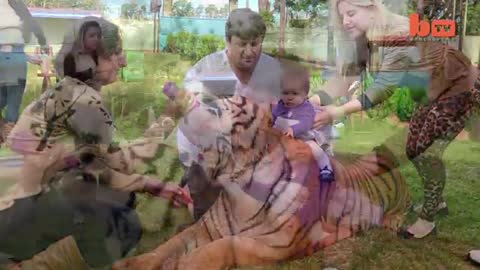 Trained tiger 🐅 video!! Family Share House with pet bag#97#96#1#usa