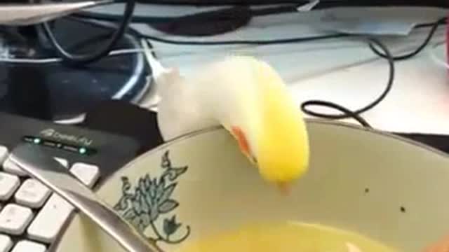 Cutest Parrots - Funny Parrots