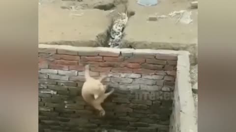 Funny cat