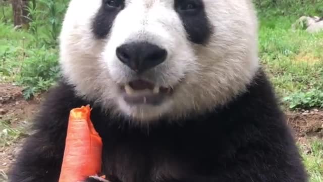 Panda eats carrots