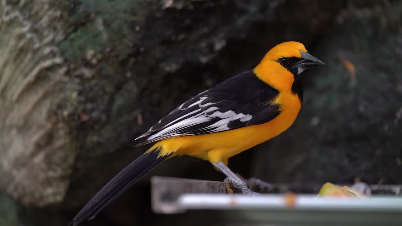 Stunning bird colors!