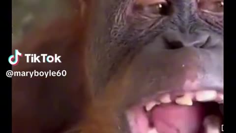 WE ALL KNOW SOMEONE THAT CHEWS🙄 LIKE THIS