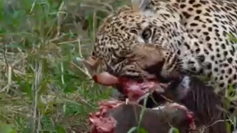 Leopard And Hyena Share Feast