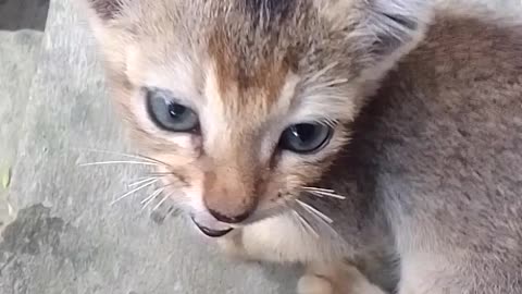 Amazing Funny Cat