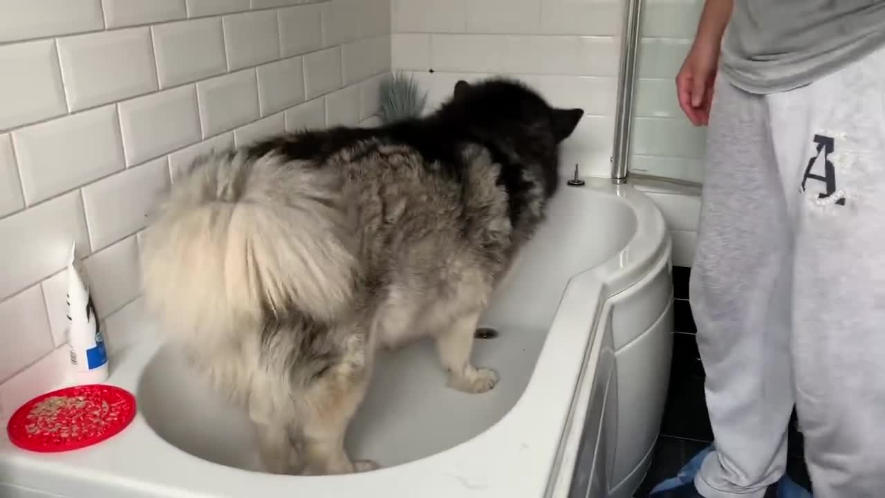 Alaskan Malamute Bath Time! Naughty Niko Rolled In Poo!-9