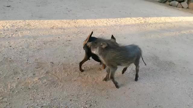 Adorable friendship between a Dog and a Warthog