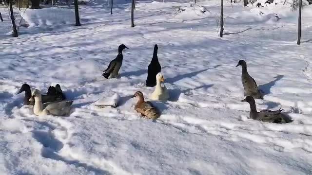 Cute ducks playing in the snow