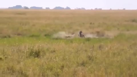 African Wildlife In Action! Warthog Tossing Leopard To The Air To Save Baby