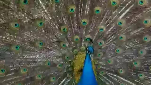 SNAPPIN' GRANNIES - PEACOCK'S LICK THE TEARS OF MALES