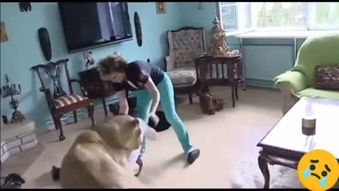 Animals Attacks on Human