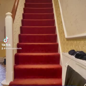 You won’t believe how this dog goes upstairs