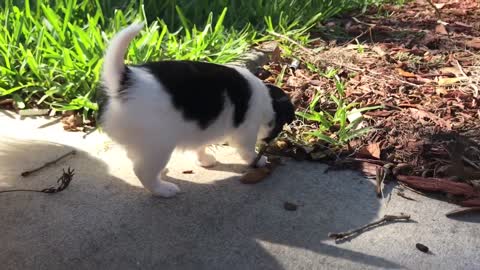 5 weeks old Panda cub puppy