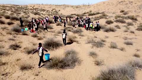 Planting China's Great Green Wall