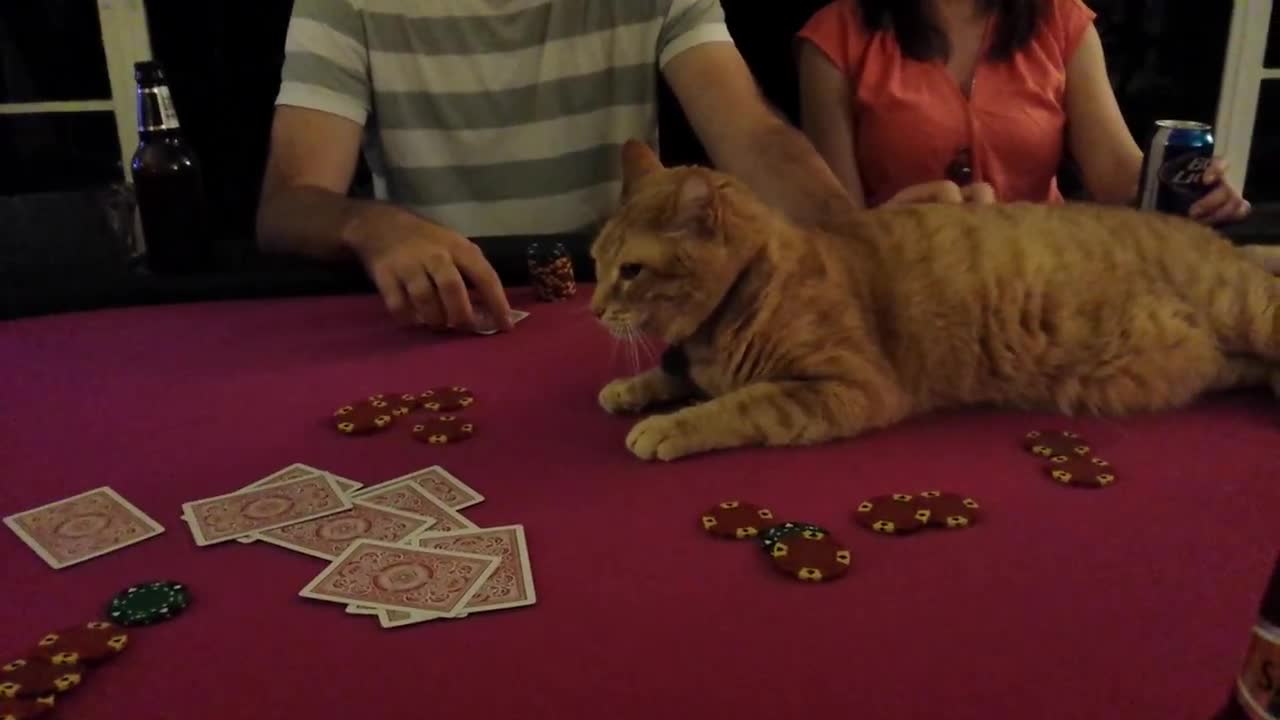 Poker and jax the cat (may 2nd, 2014)
