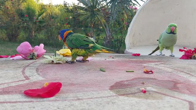 Funny yellow ring parrot 🦜 reaction playing with toy/funny moments with toy/cute animals