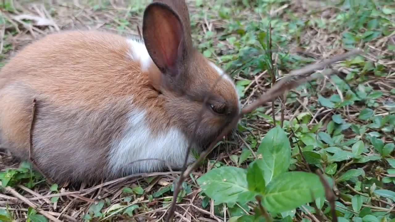 Cute baby rabbit in Merbil eco park