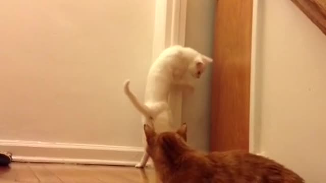 Cat opening door