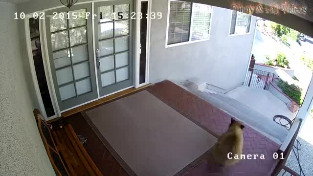 Funny Animal Fights Compilation - Animals Vs Animals - Funny Animal Videos