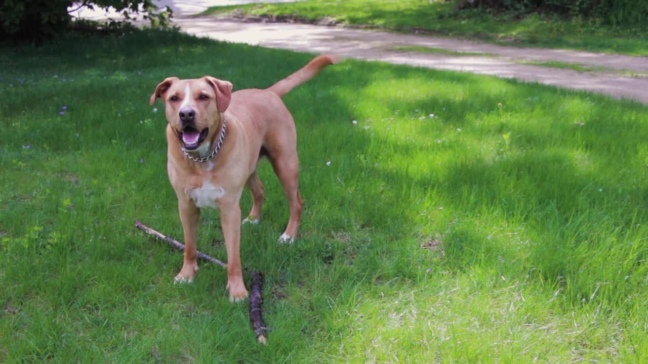 Dog playing🦴