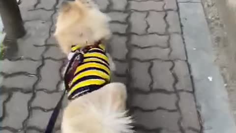 A puppy wearing a bee suit and walking comfortably