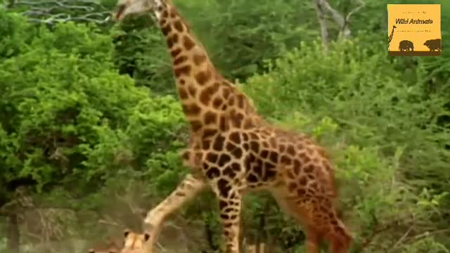 Wild Animals fighting, lion vs giraffe