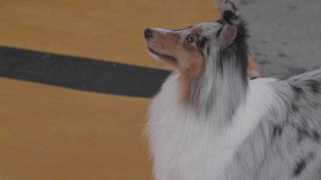 a-person-training-the-dog