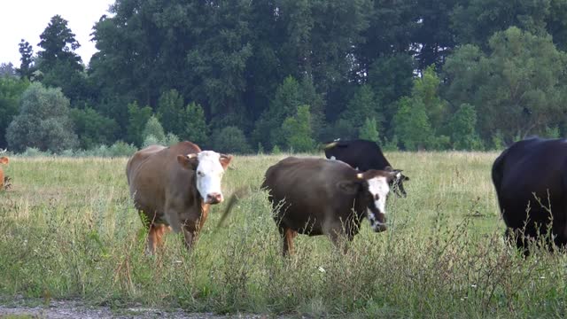 A herd of cattle