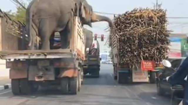 Animal love cute elephant