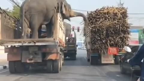 Animal love cute elephant