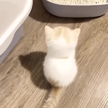 He’s thinking where’s his poo 💩?