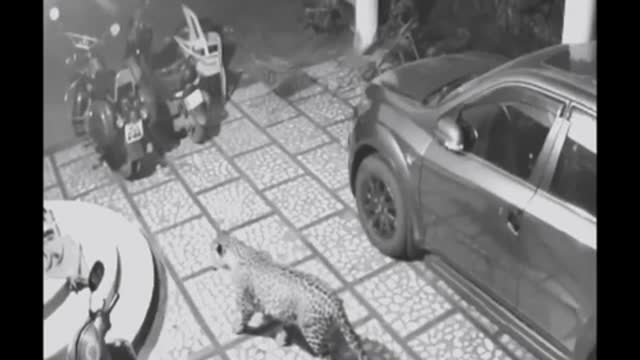 ONÇA ATTACKS AND KILLS A DOG INSIDE THE RESIDENCE