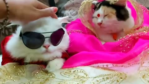 Couple of the year 🐈 Real Cat lover !!