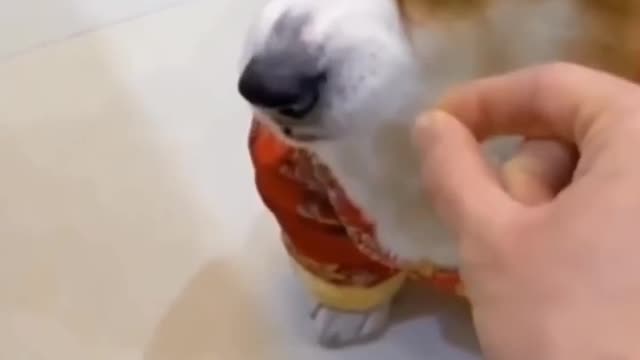 Funniest Cats and Dogs 🐱🐶