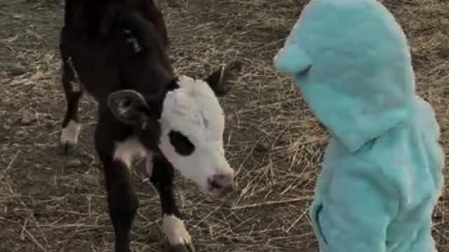 Adorable calf preciously runs to greet little girl