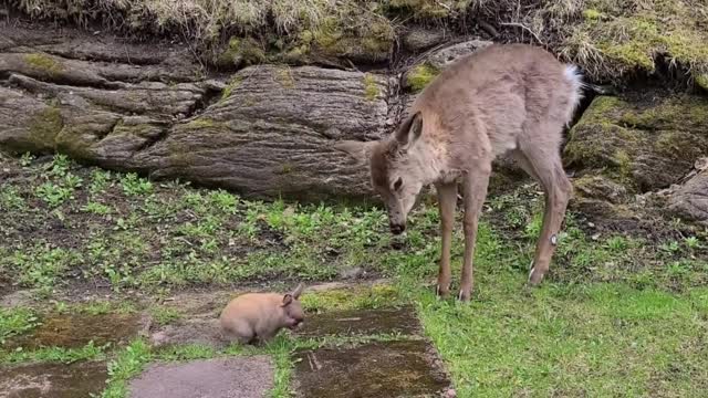 Wild deer really wants to befriend little bunny rabbitt