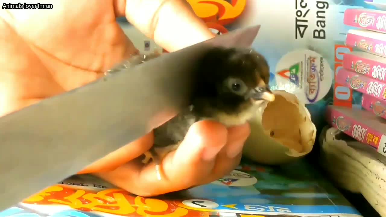 Baby Chick cutting video - chicken sad video