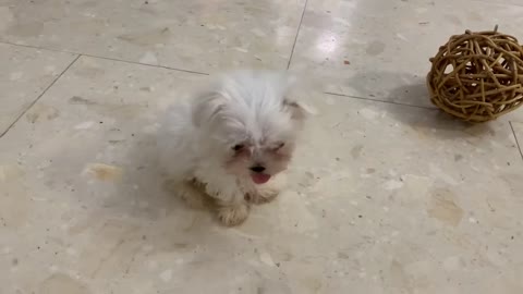 Adorable Teacup Maltese