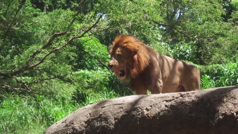 Lion walking video