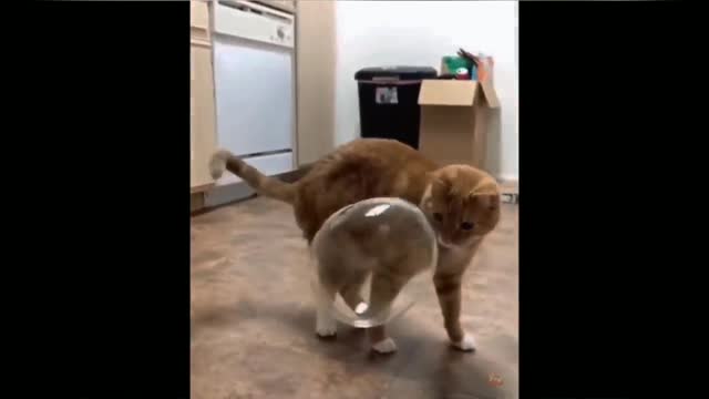 Cats Funny Videos 2022 Bast Videos cats videos