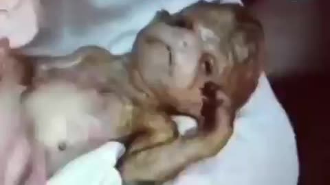 ΑΝΘΡΩΠΟΕΙΔΗ ΑΠΟ ΠΕΙΡΑΜΑΤΑ !! ΜΕΣΑ ΑΠΟ ΤΟΥΝΕΛ