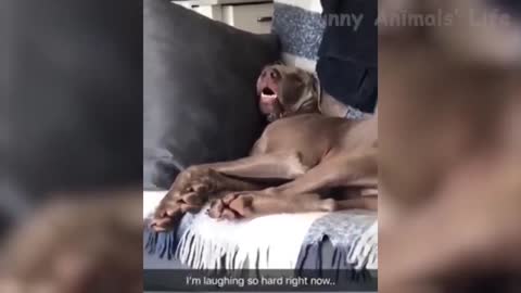 Best Funny Animal Videos - Funniest Dogs And Cats Videos