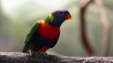 Cute Parrot dancing so cute 8033